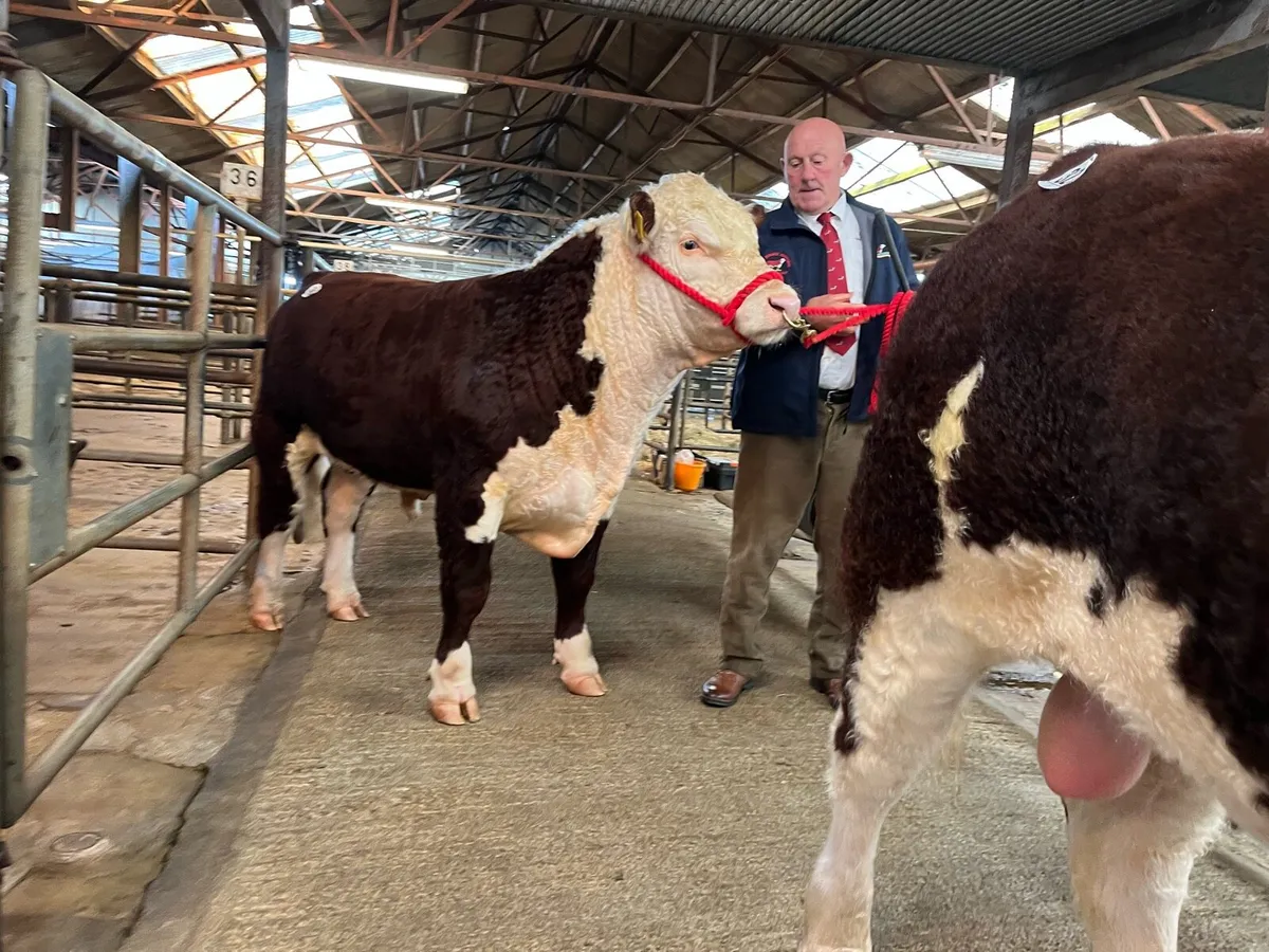 EASY CALVING Pedigree Hereford BULL - Image 2