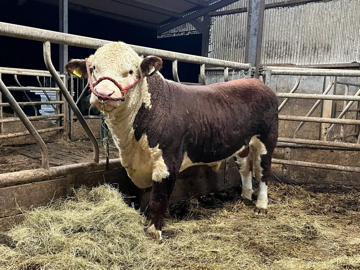 EASY CALVING Pedigree Hereford BULL - Image 3