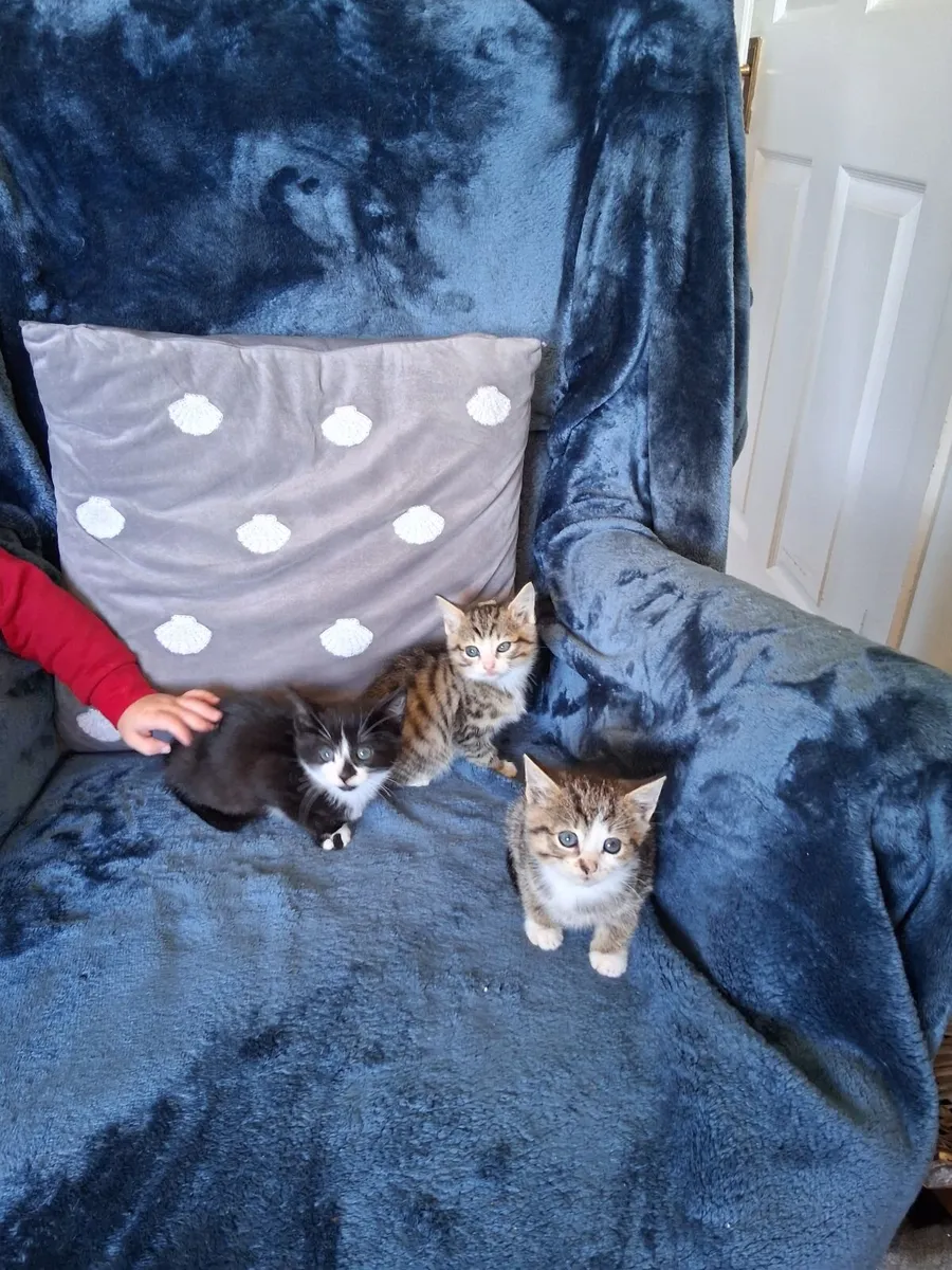Kittens - Image 2