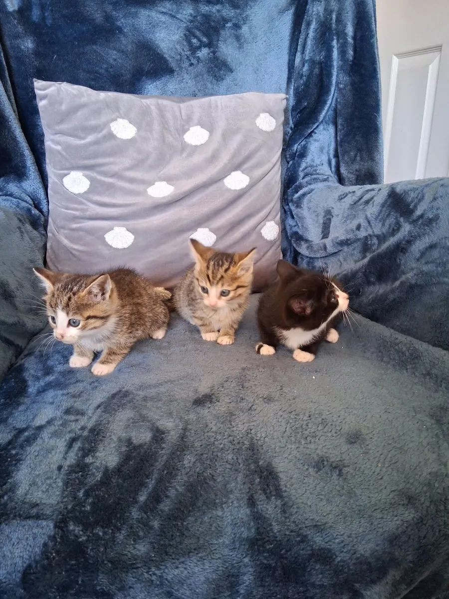 Kittens - Image 3