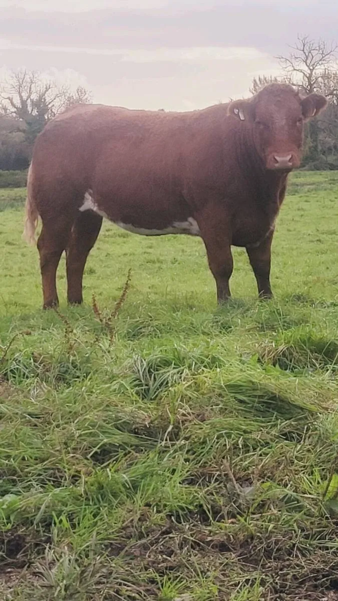 Breeding heifers - Image 3
