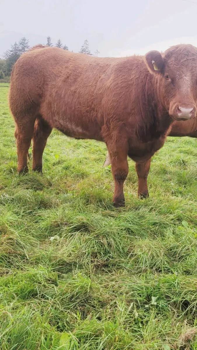 Breeding heifers - Image 4