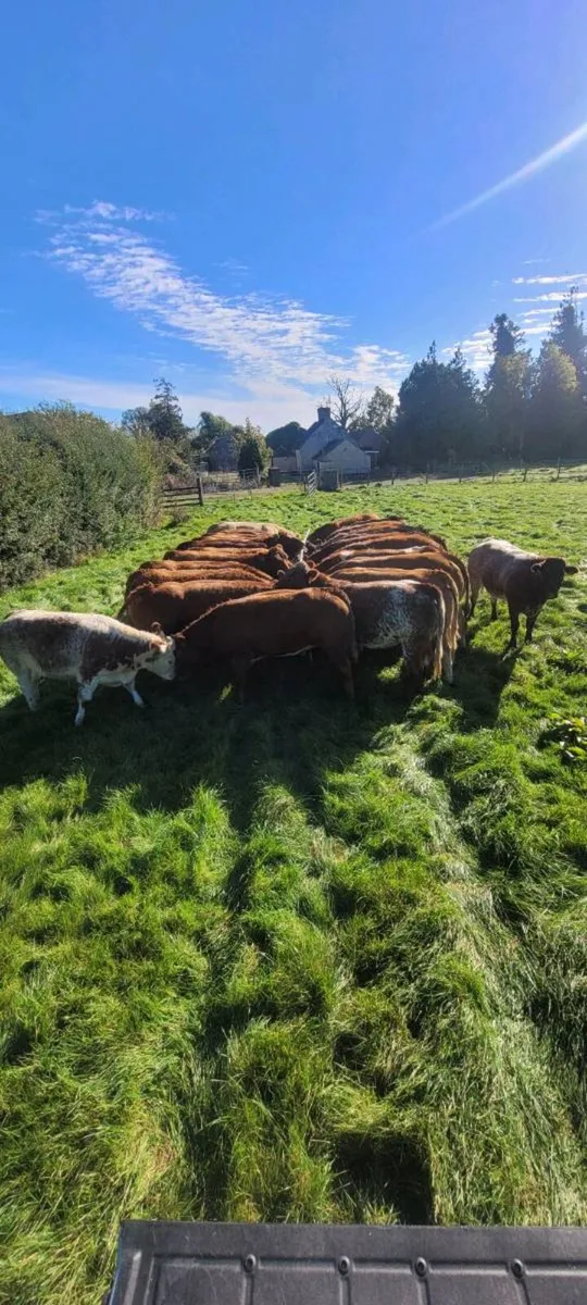 Breeding heifers - Image 2
