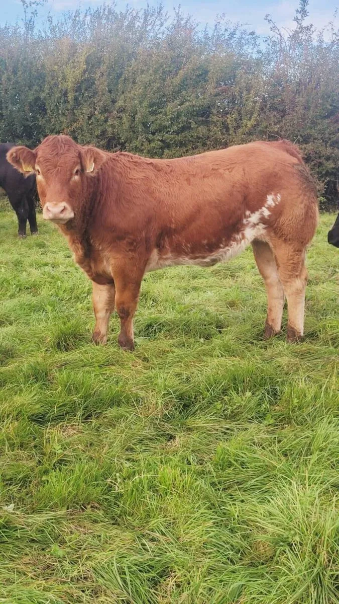 Breeding heifers - Image 1