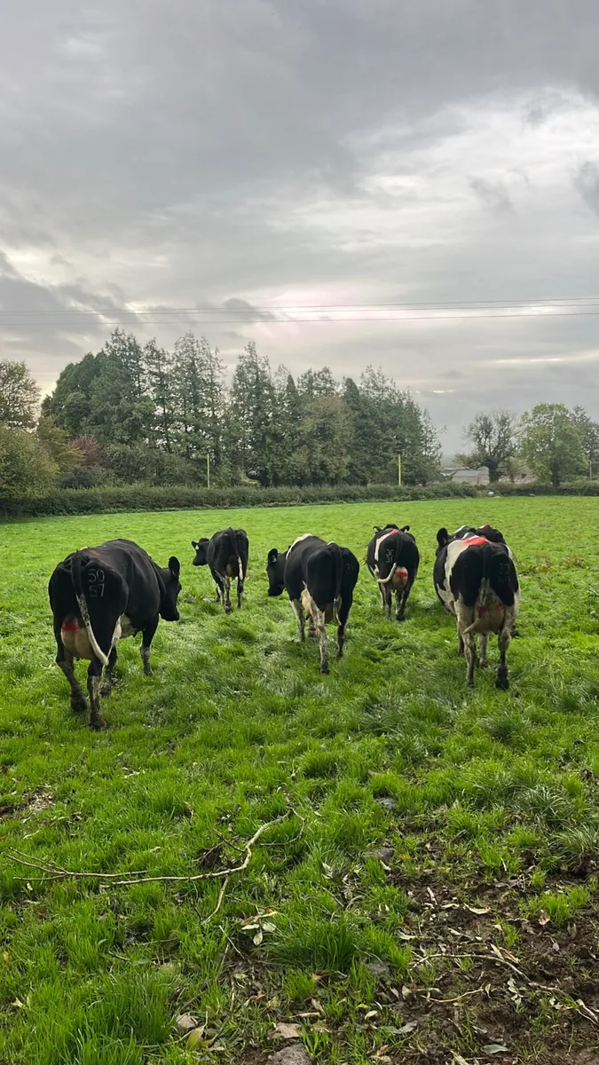 Young empty cows - Image 2