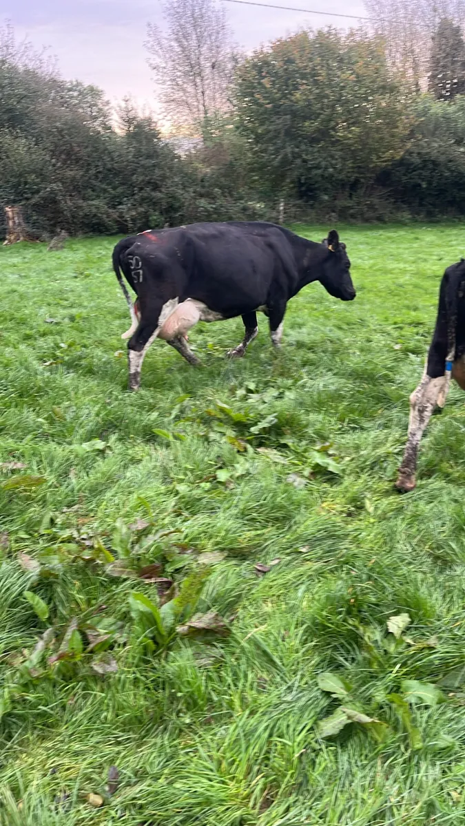 Young empty cows - Image 1