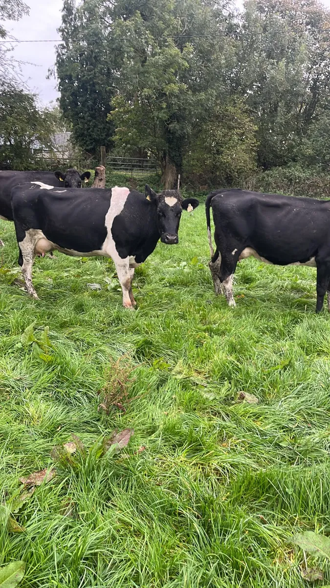 Young empty cows - Image 4
