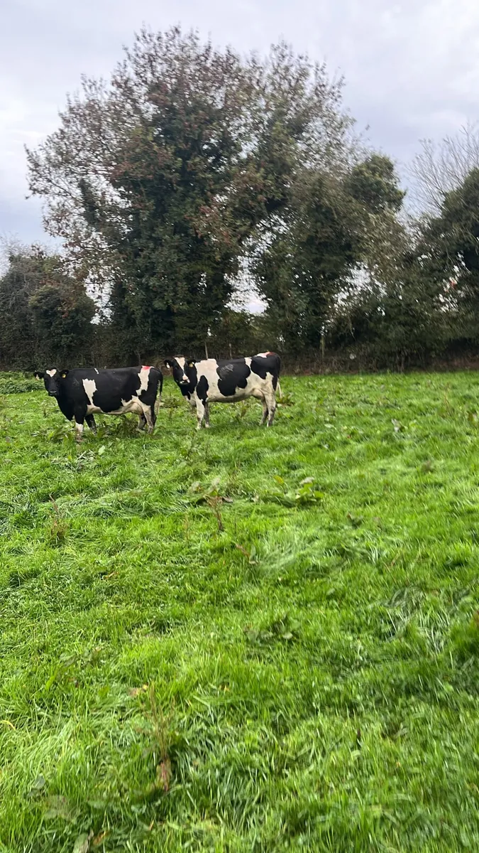 Young empty cows - Image 3