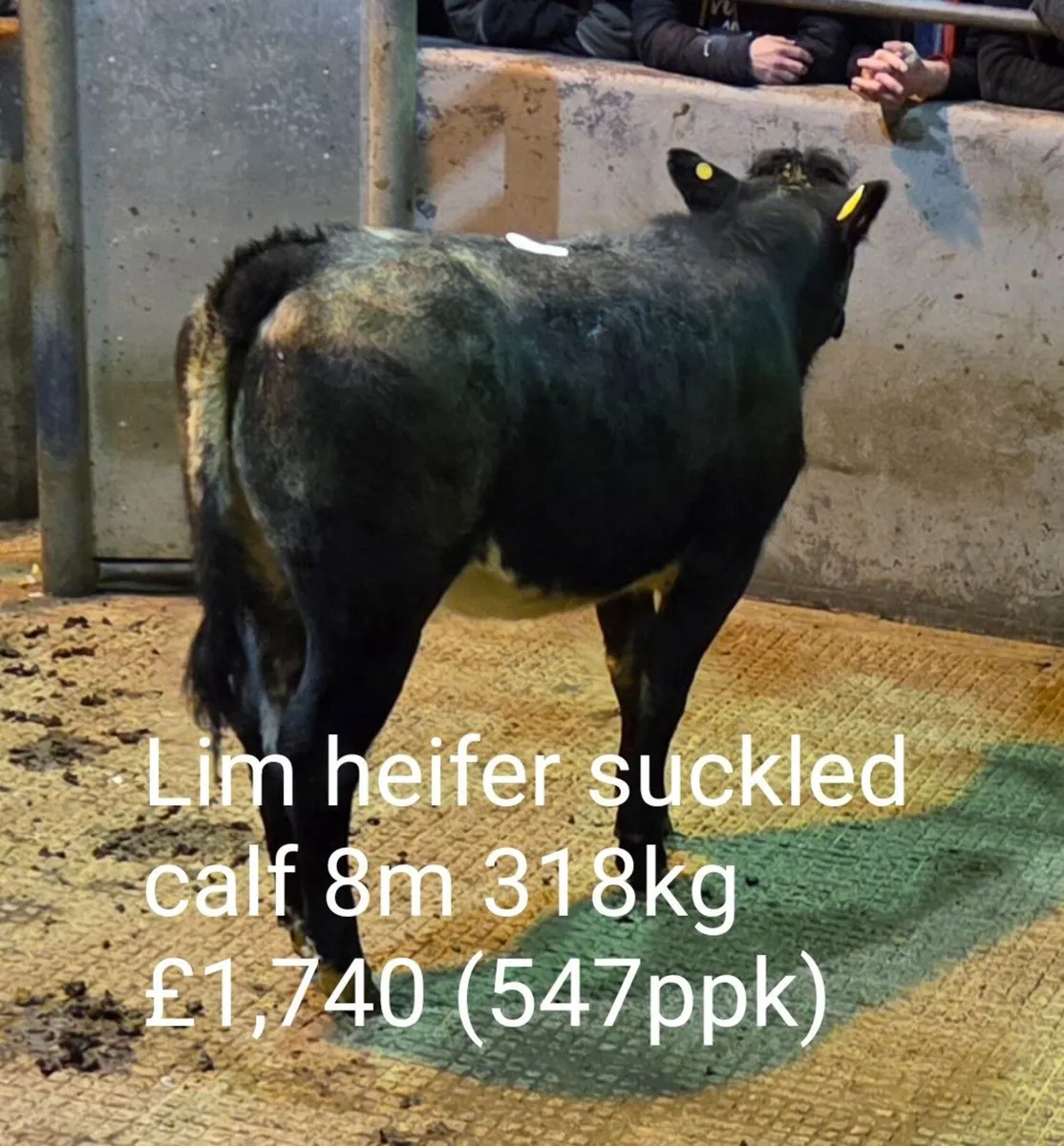 Suckled Calf Sale Report (B2) - Image 1
