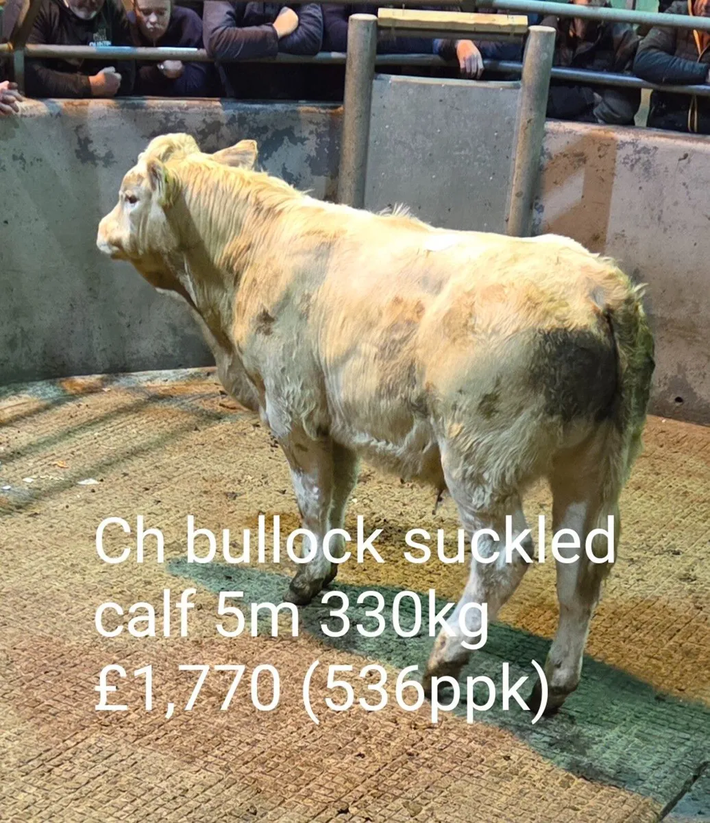 Suckled Calf Sale Report (B2) - Image 2