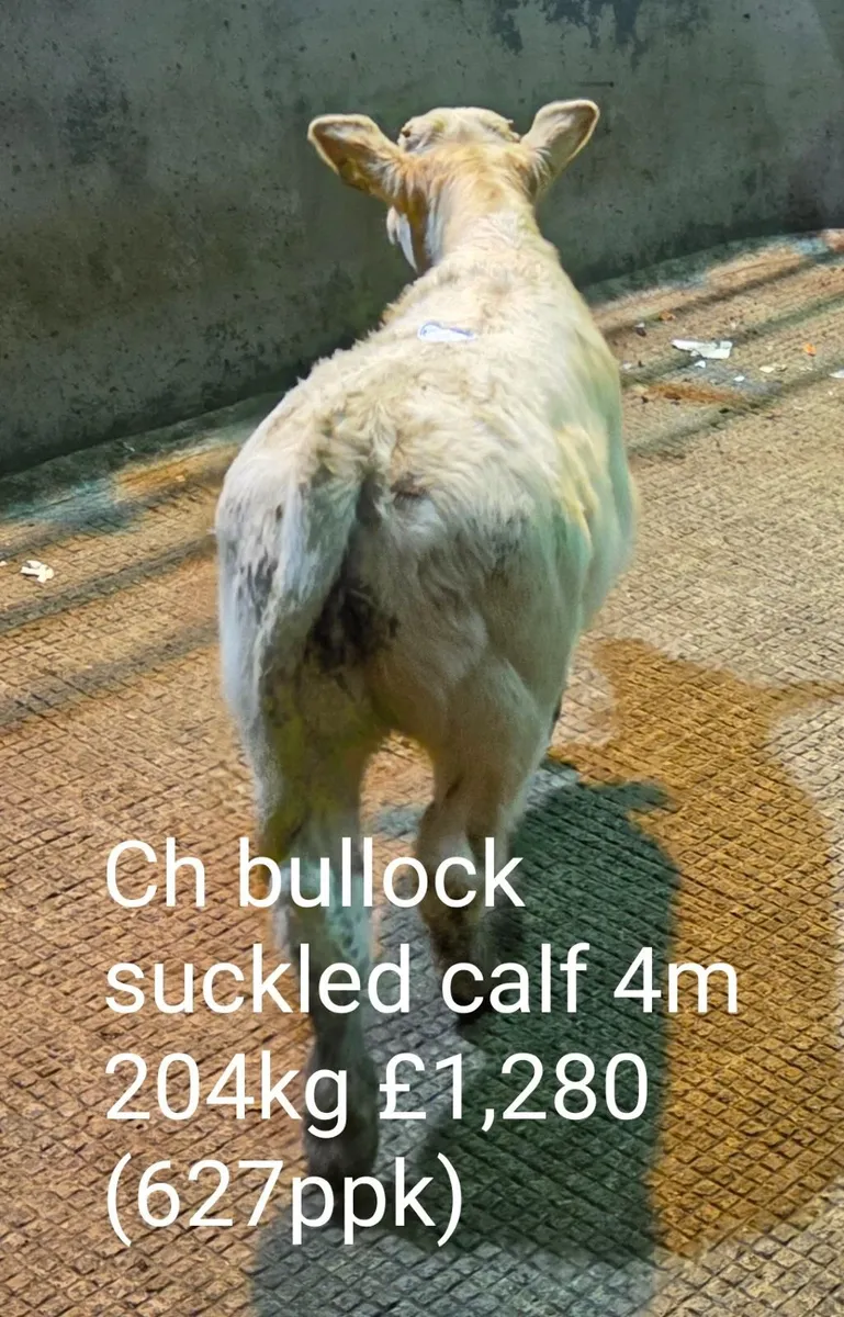 Suckled Calf Sale Report (B2) - Image 3
