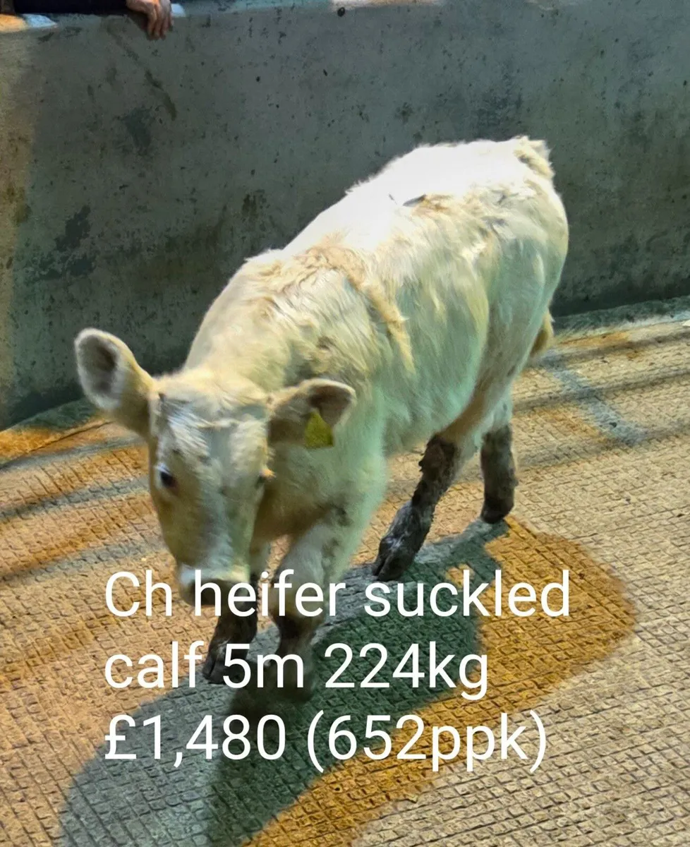 Suckled Calf Sale Report (B2) - Image 4