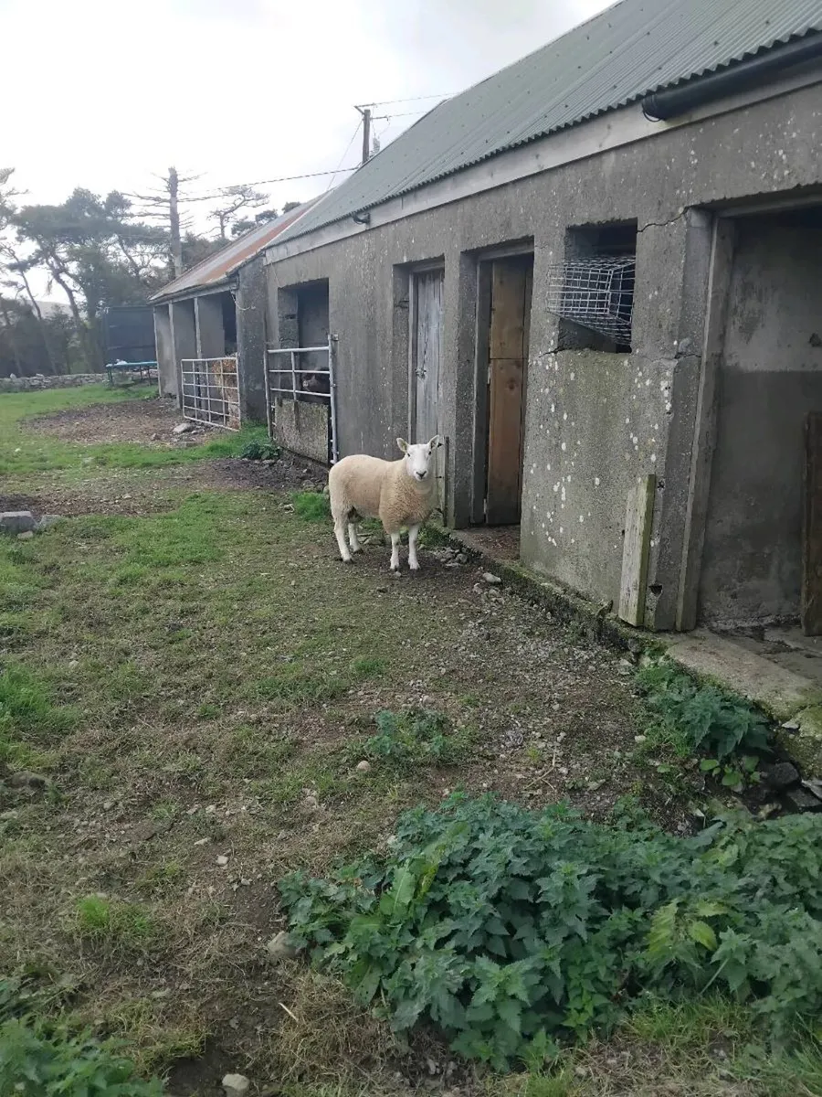 Cheviot ram - Image 1
