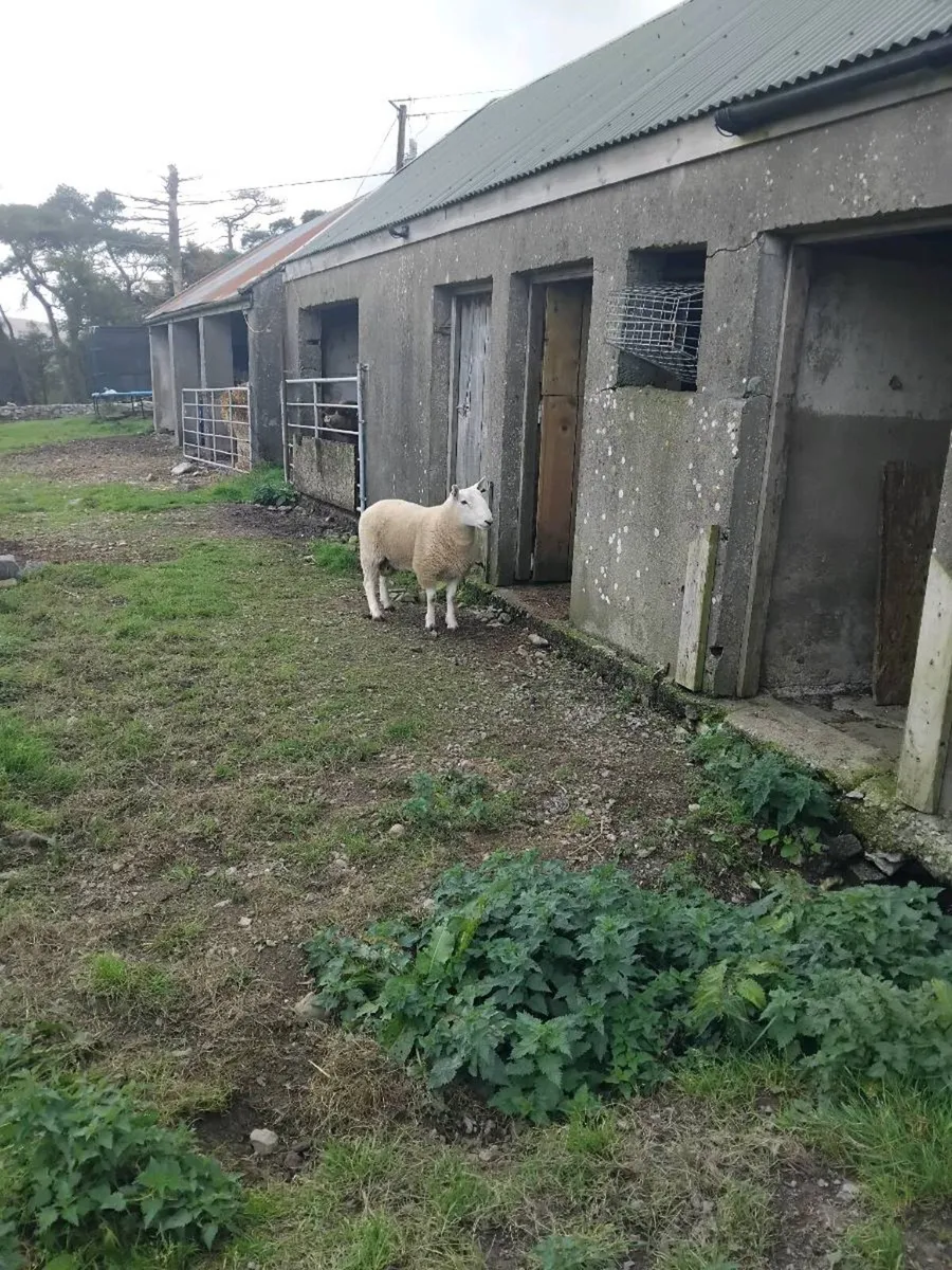 Cheviot ram - Image 2