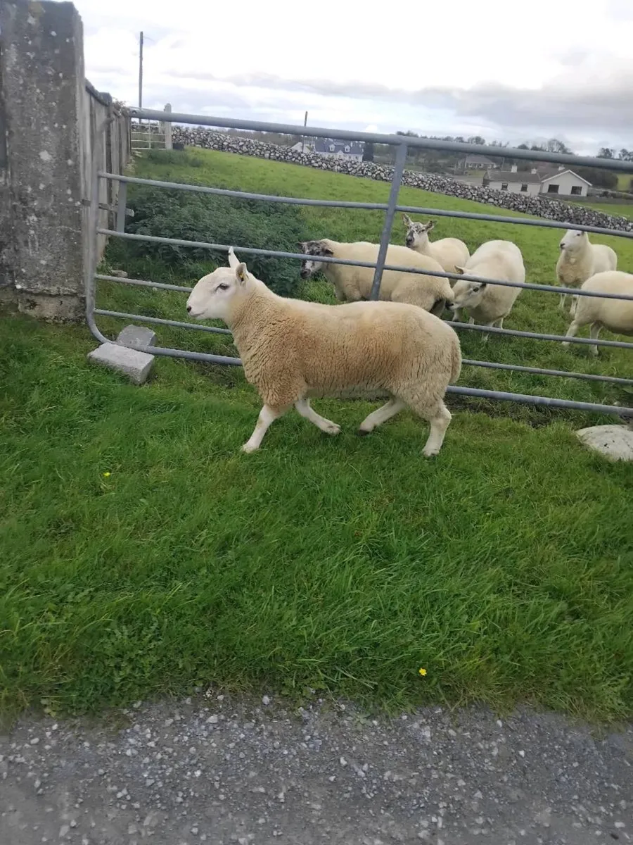 Cheviot ram - Image 3