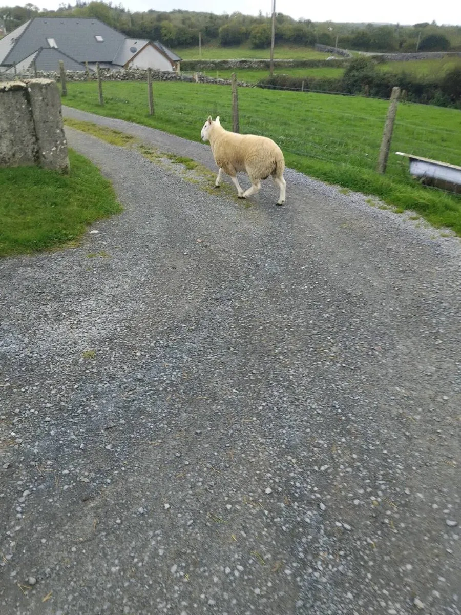 Cheviot ram - Image 4