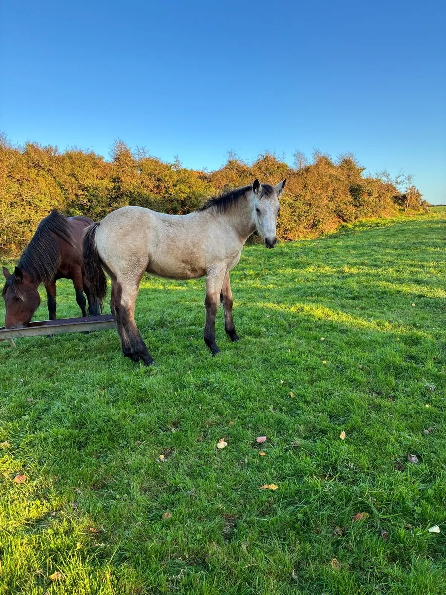 Connemara Colt foal - Image 2