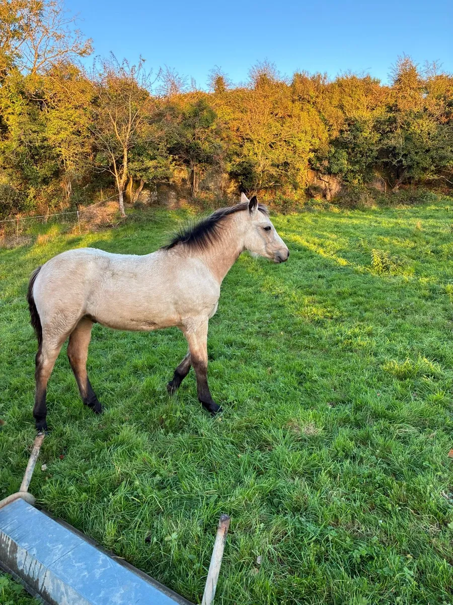 Connemara Colt foal - Image 3