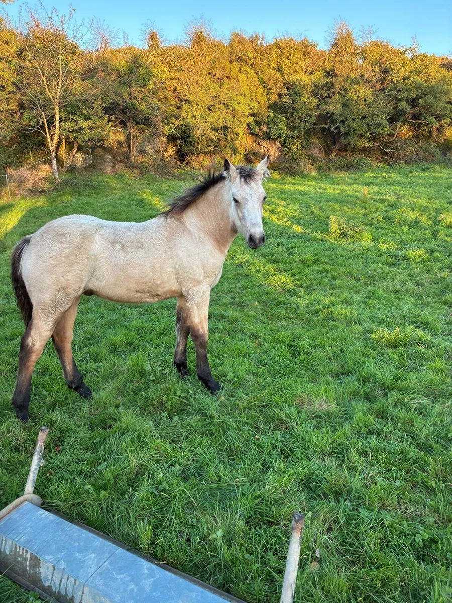 Connemara Colt foal - Image 1