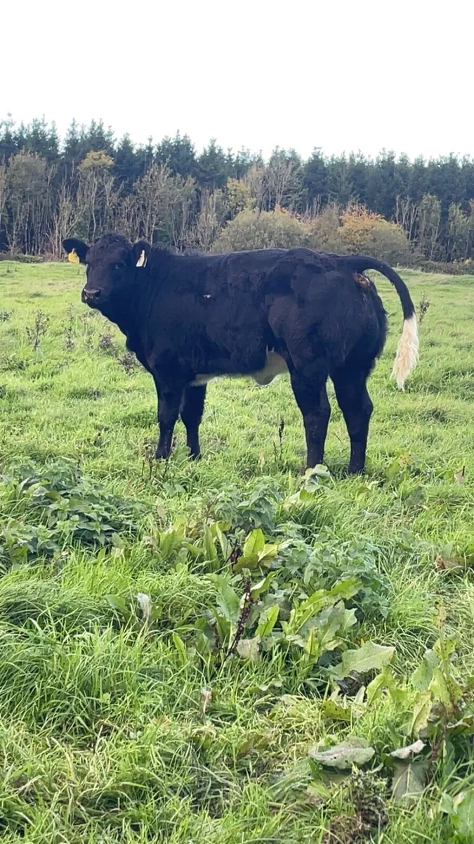 Show type weanlings - Image 3