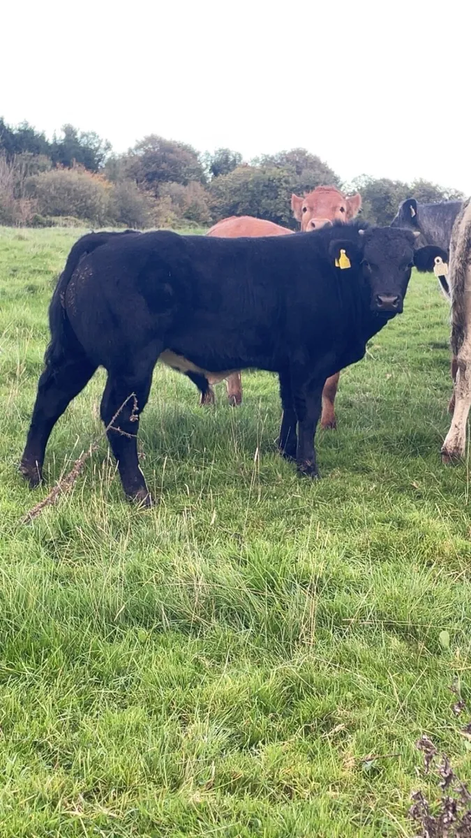 Show type weanlings - Image 4
