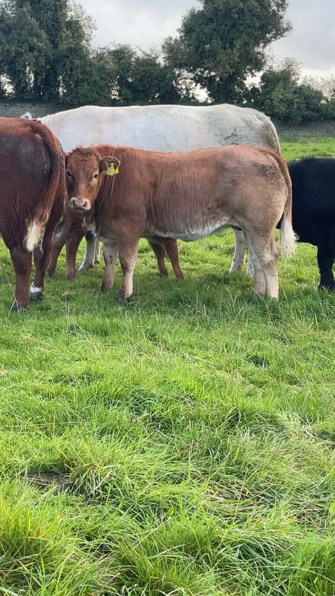 Show type weanlings - Image 2