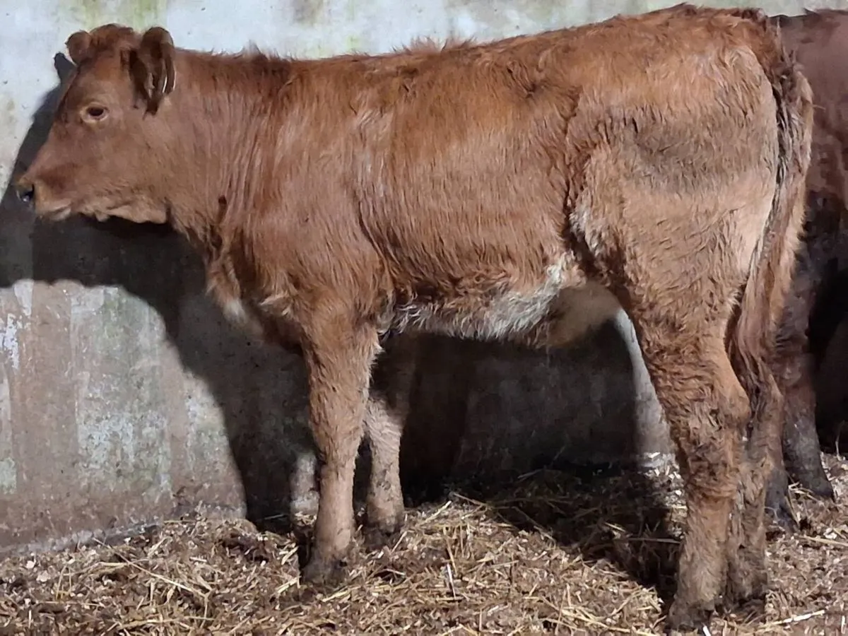 2 Roan Limousin Weanling Heifers - Image 2