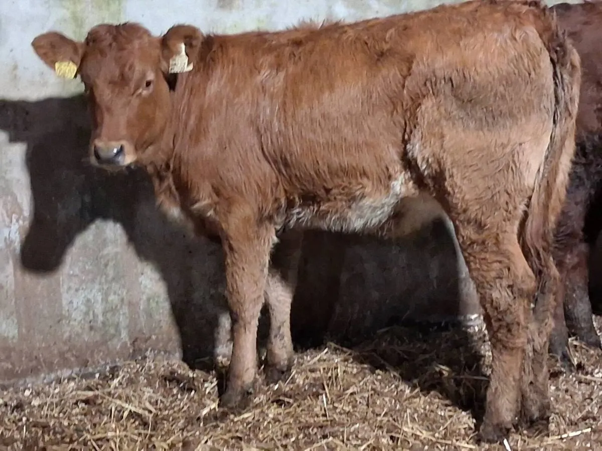 2 Roan Limousin Weanling Heifers - Image 3