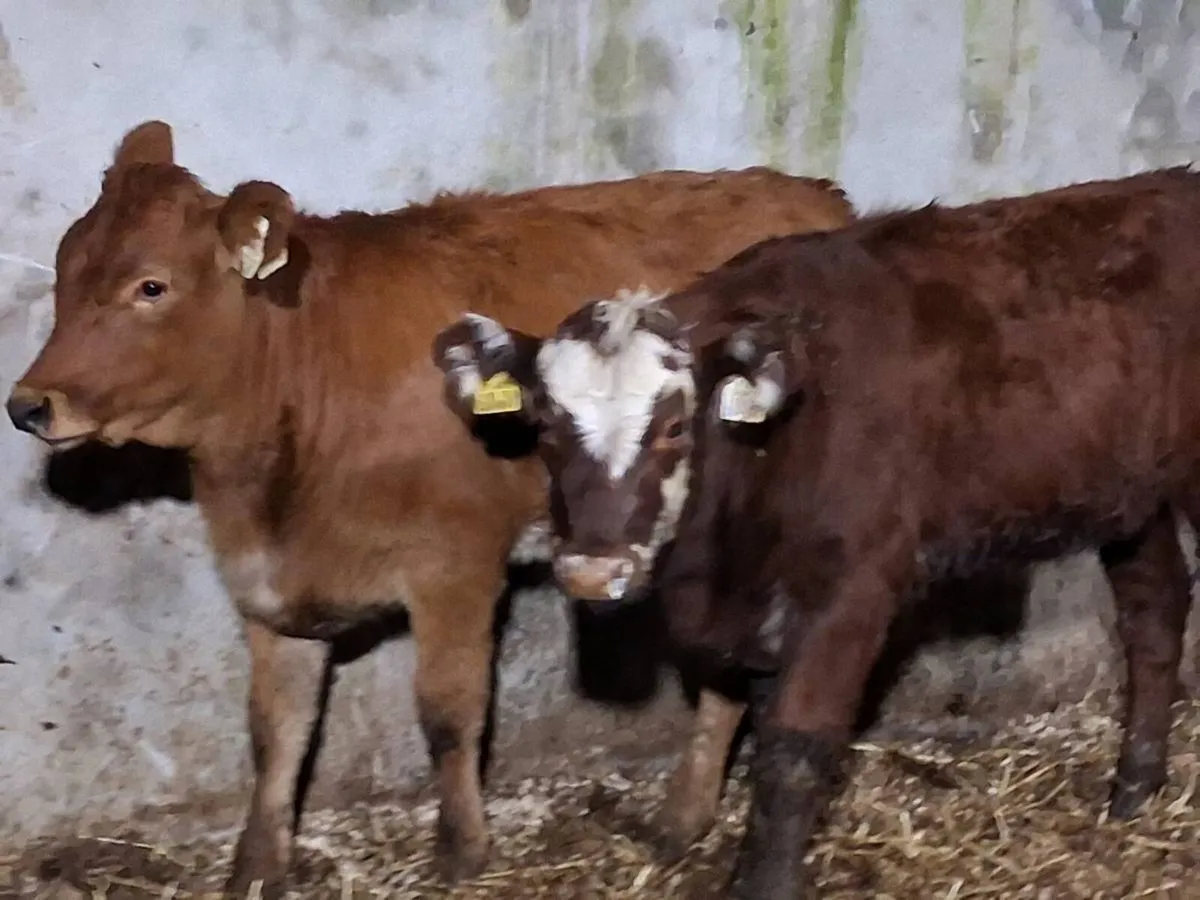 2 Roan Limousin Weanling Heifers - Image 1