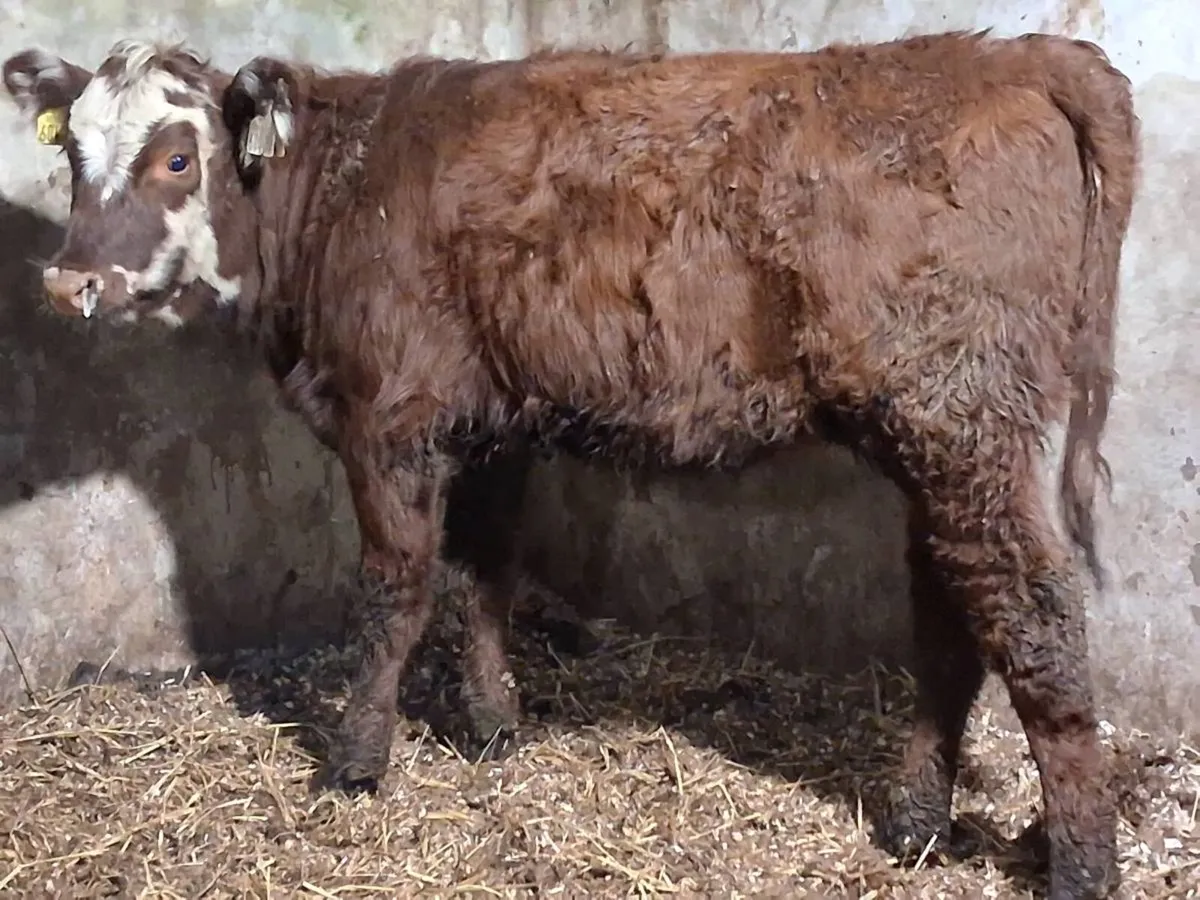 2 Roan Limousin Weanling Heifers - Image 4