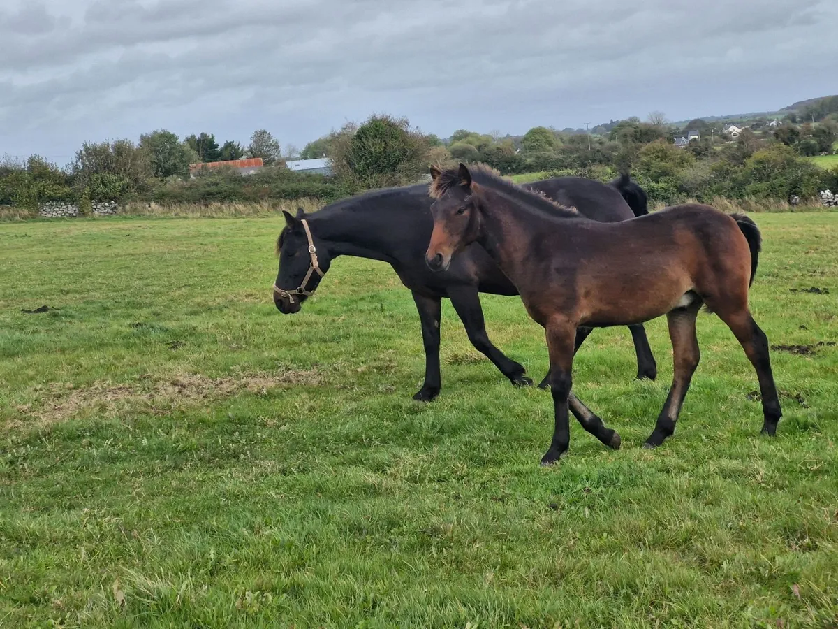 Connemara Colt Foal - Image 3
