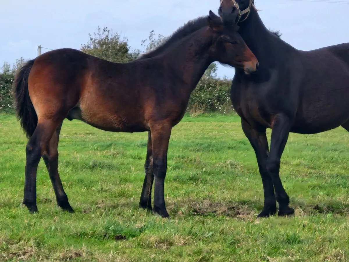 Connemara Colt Foal - Image 1
