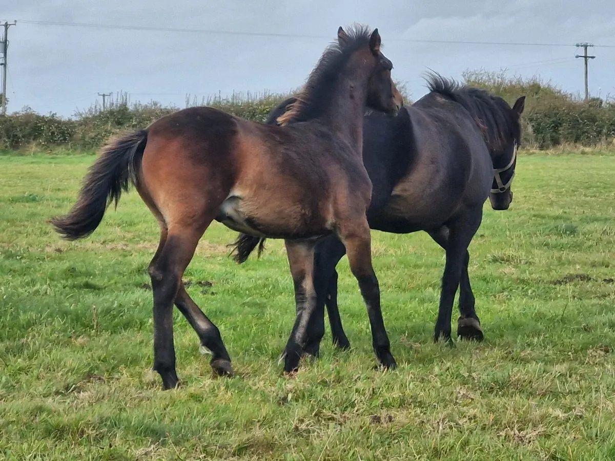 Connemara Colt Foal - Image 2