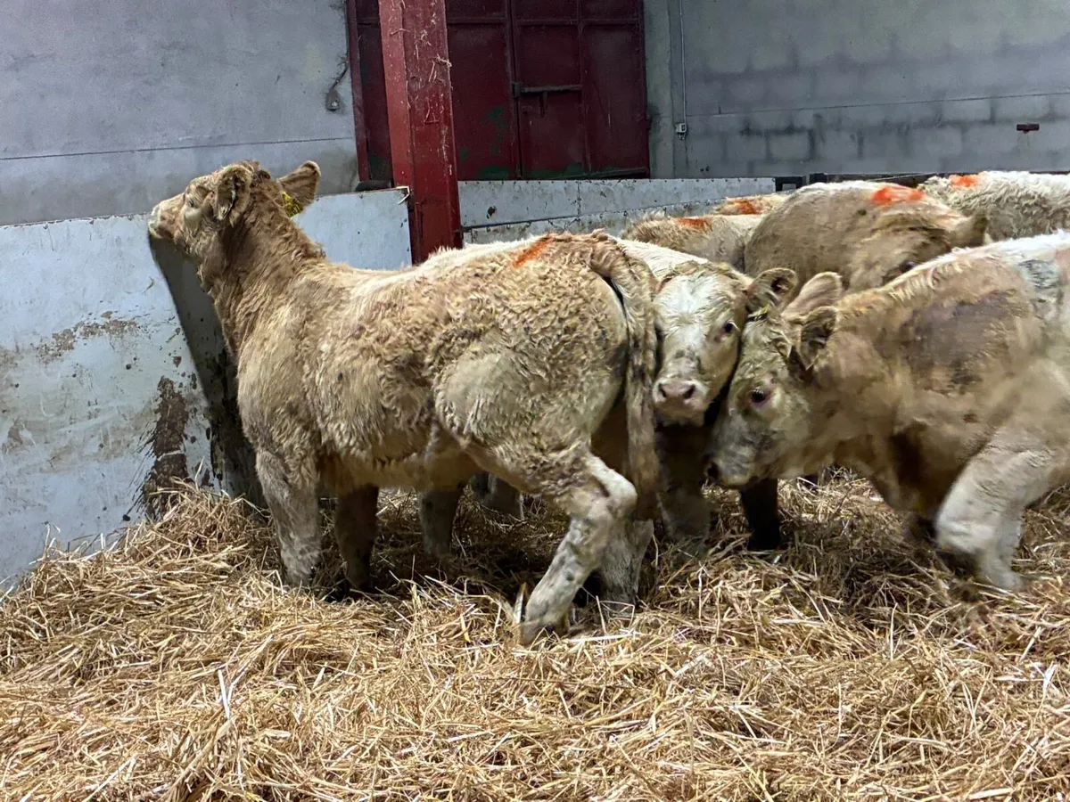 15 Super Golden & White CH Heifer Weanlings - Image 2