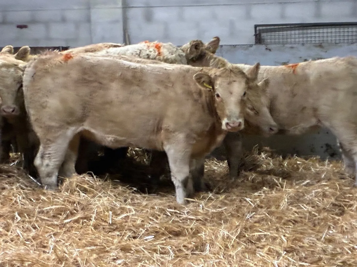 15 Super Golden & White CH Heifer Weanlings - Image 3