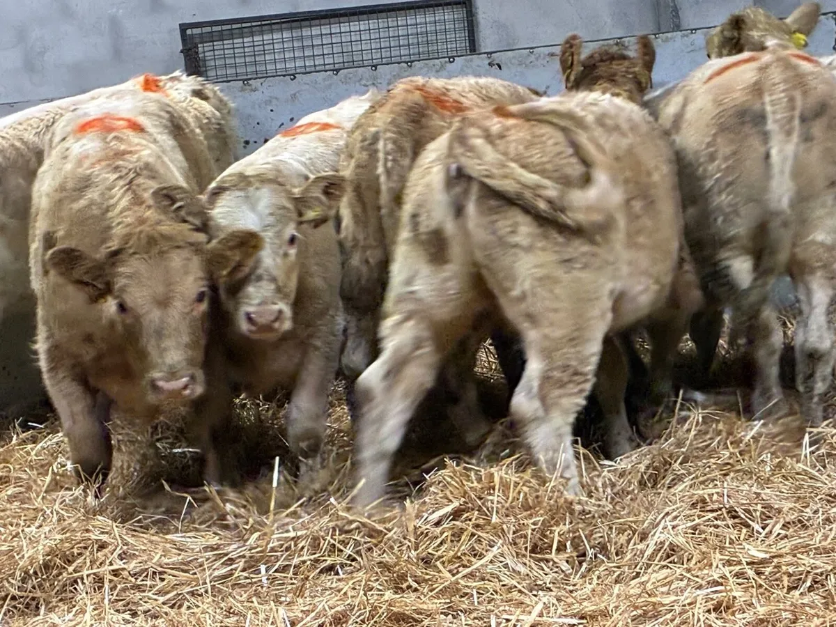 15 Super Golden & White CH Heifer Weanlings - Image 4