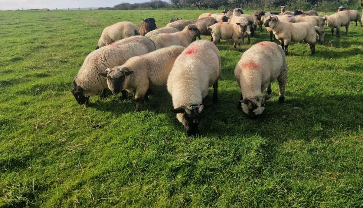 Lambs - Image 1