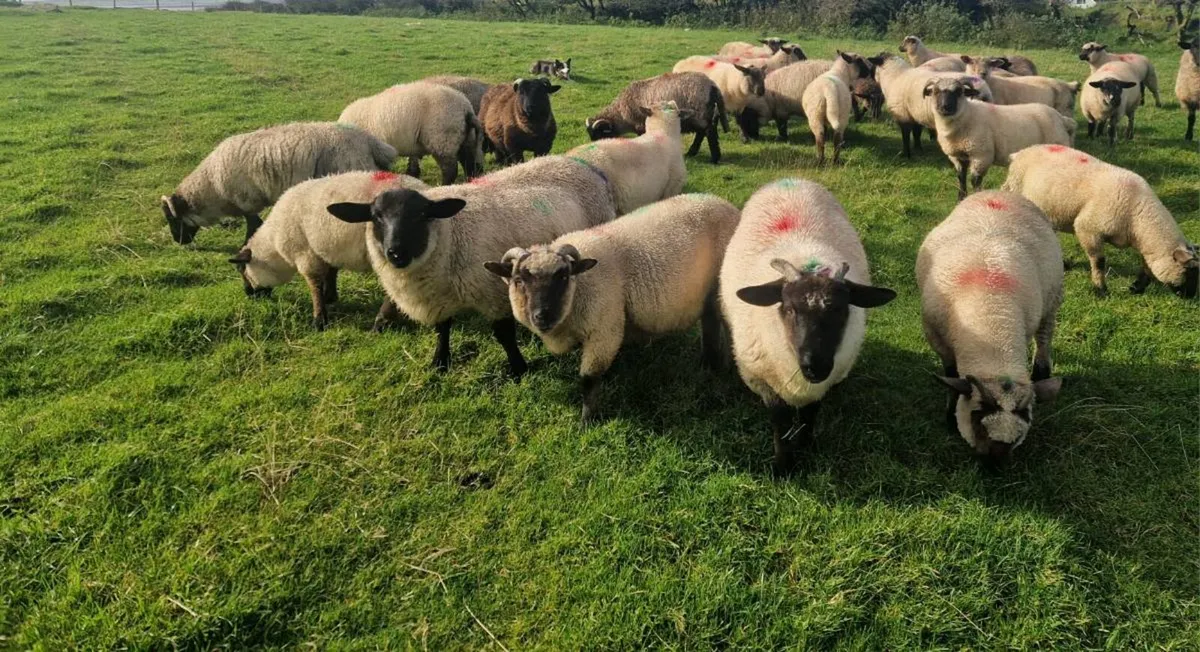 Lambs - Image 2