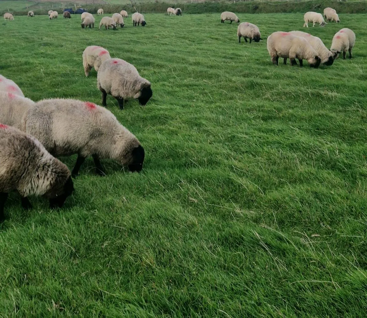 Lambs - Image 3