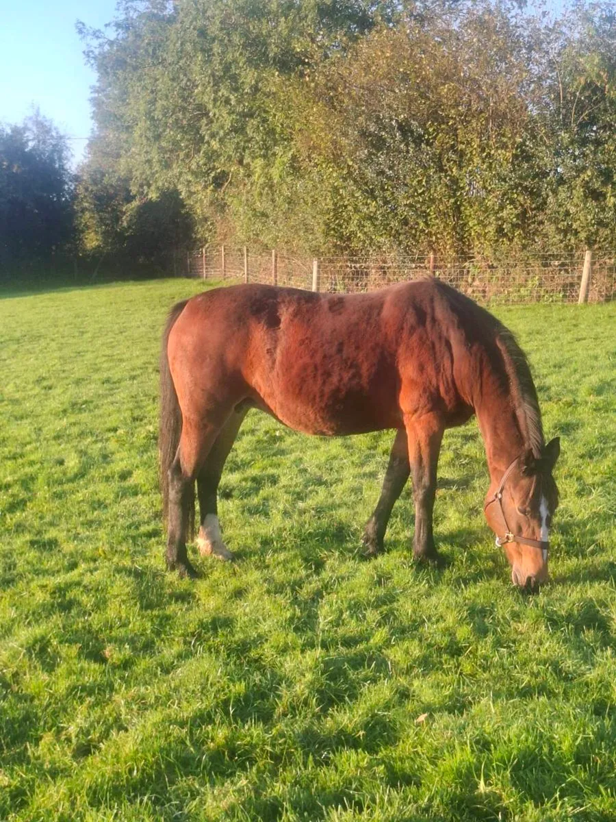 Mare and Gelding - Image 1