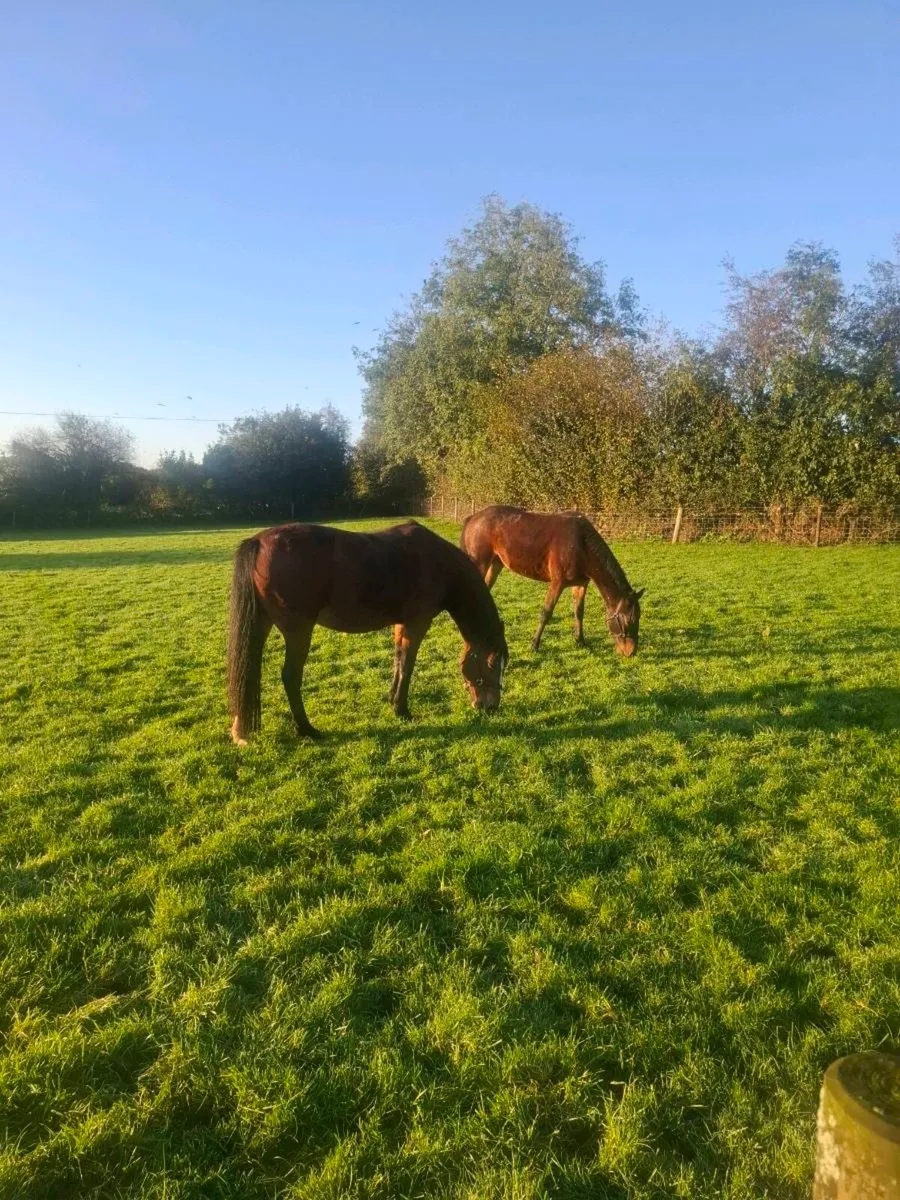 Mare and Gelding - Image 2