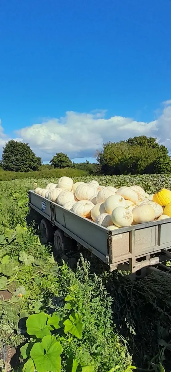 Pumpkins  for sale   Dublin  🎃  🎃 - Image 3