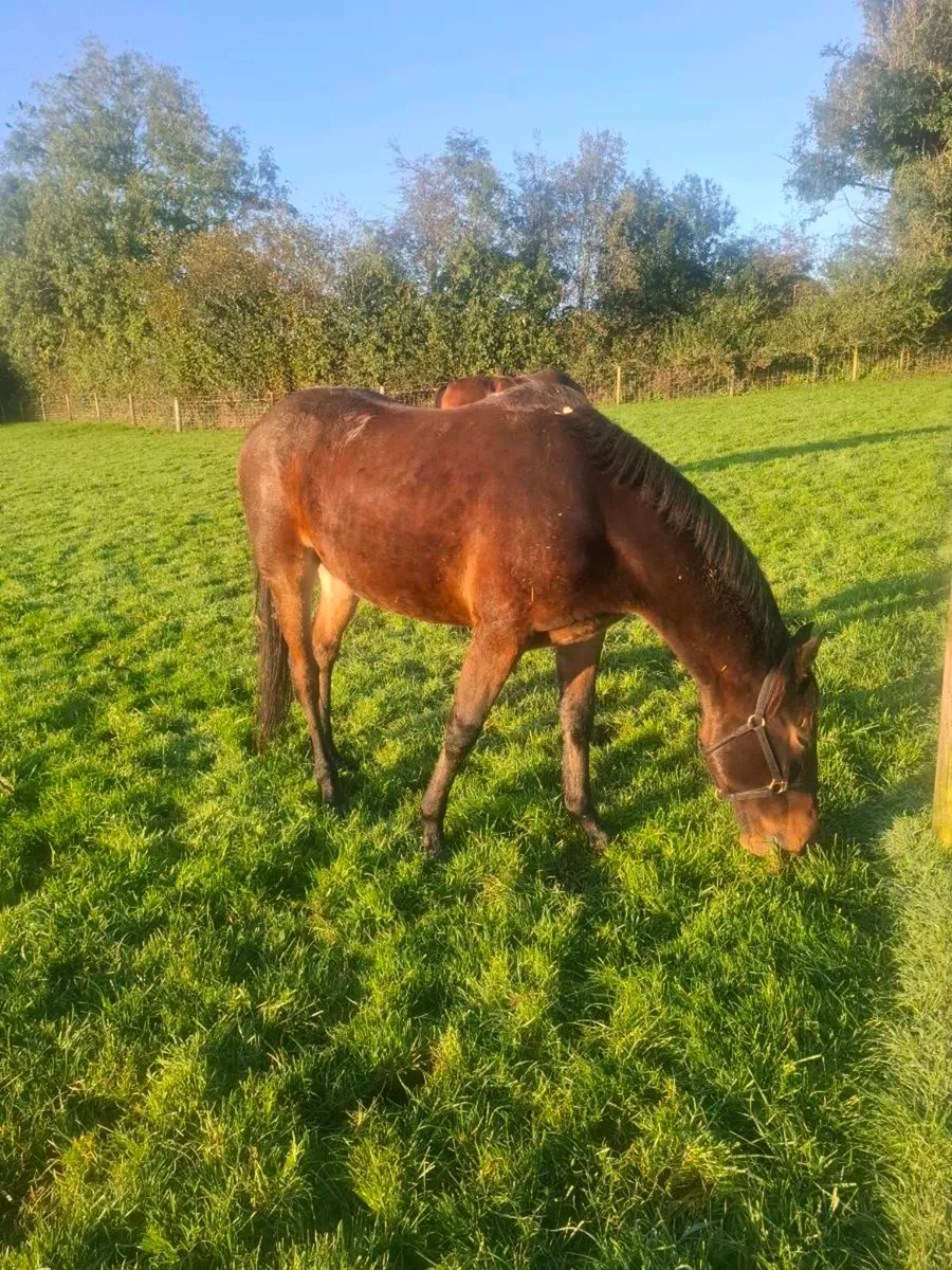 Mare and Gelding - Image 3