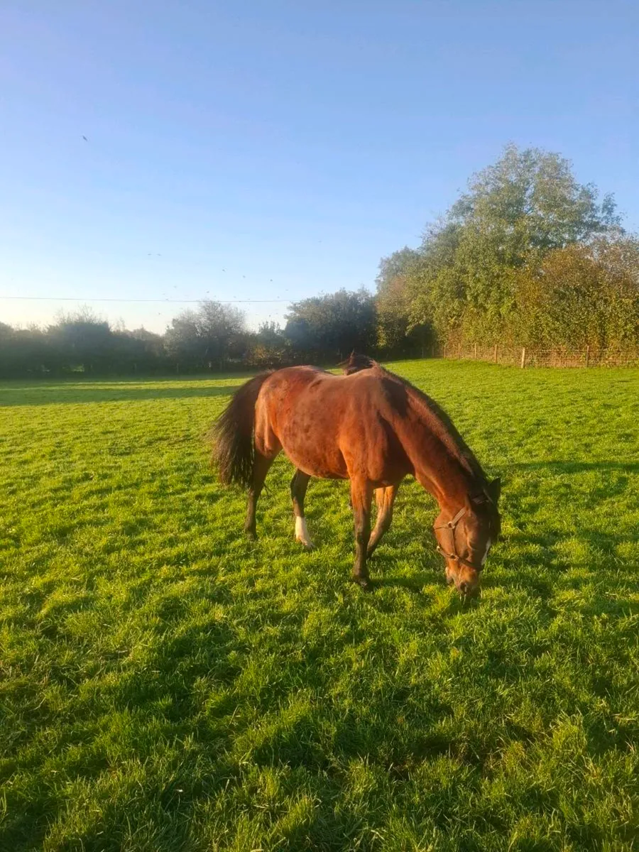 Mare and Gelding - Image 4