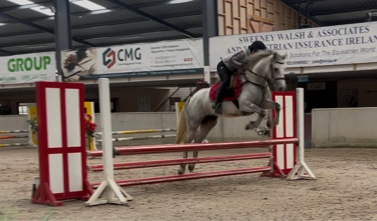 Connemara allrounder - Image 2