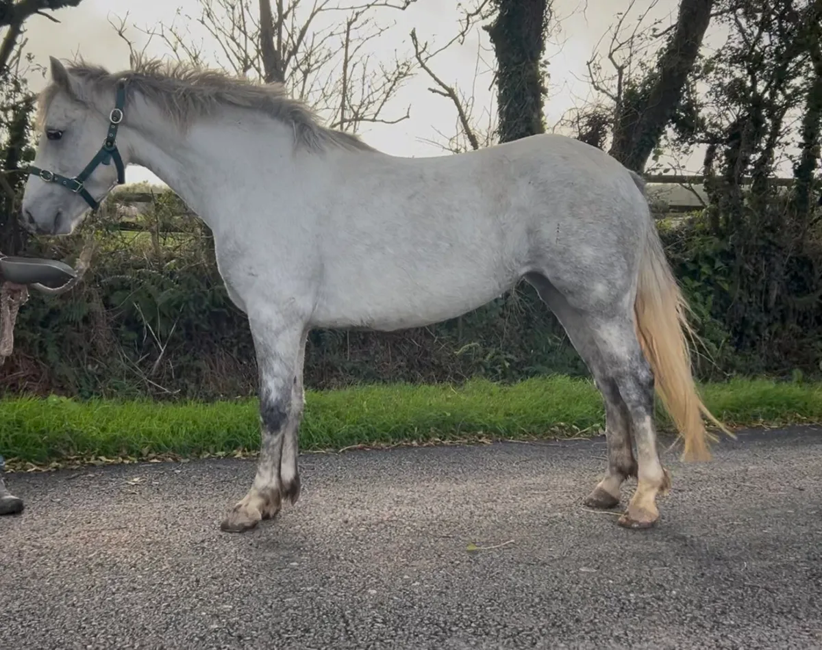 Connemara allrounder - Image 3