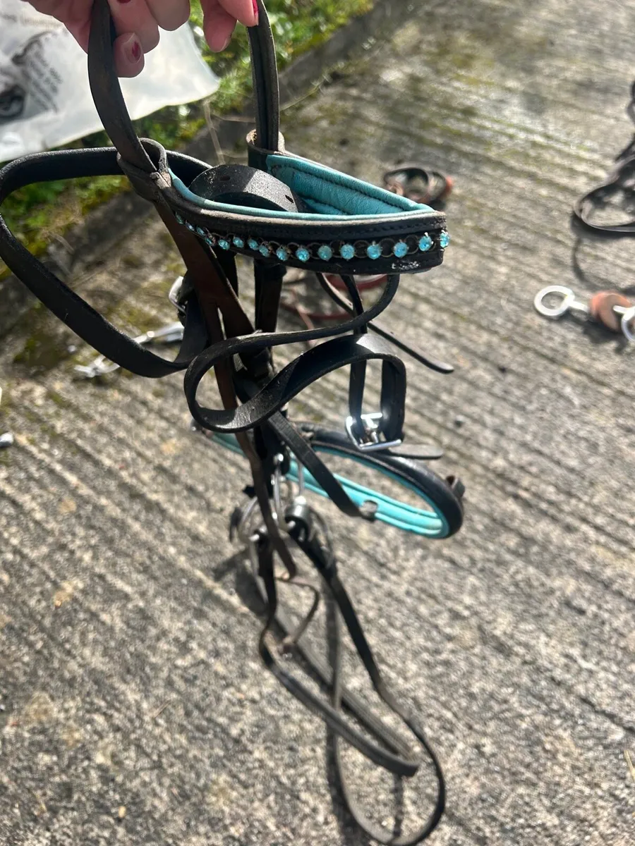 Pony bridle - Image 1