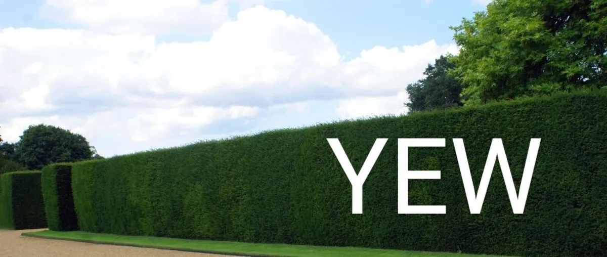 Bare root hedging - Image 4