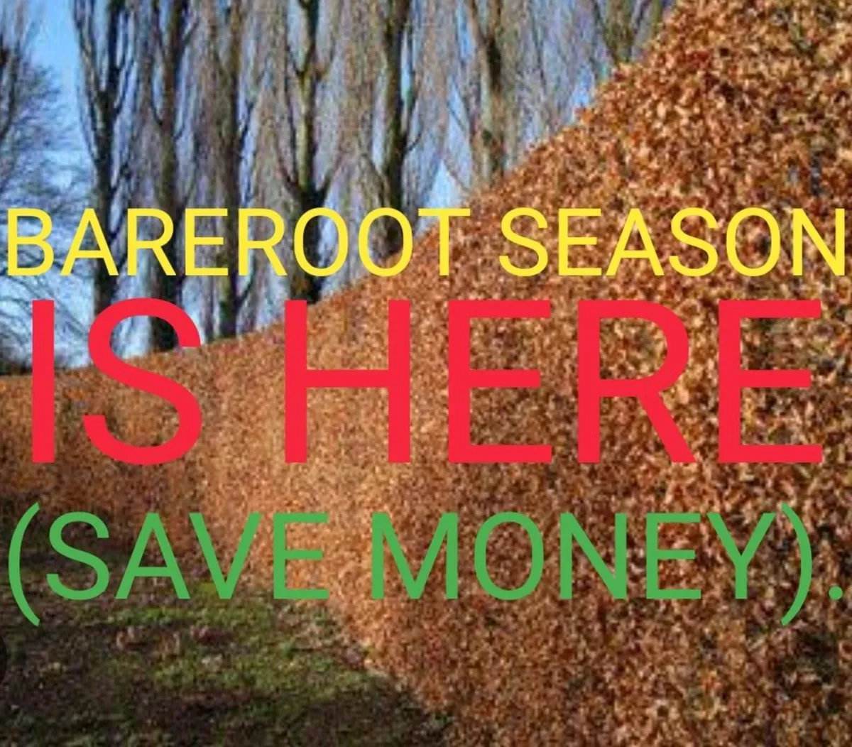 Bare root hedging - Image 1