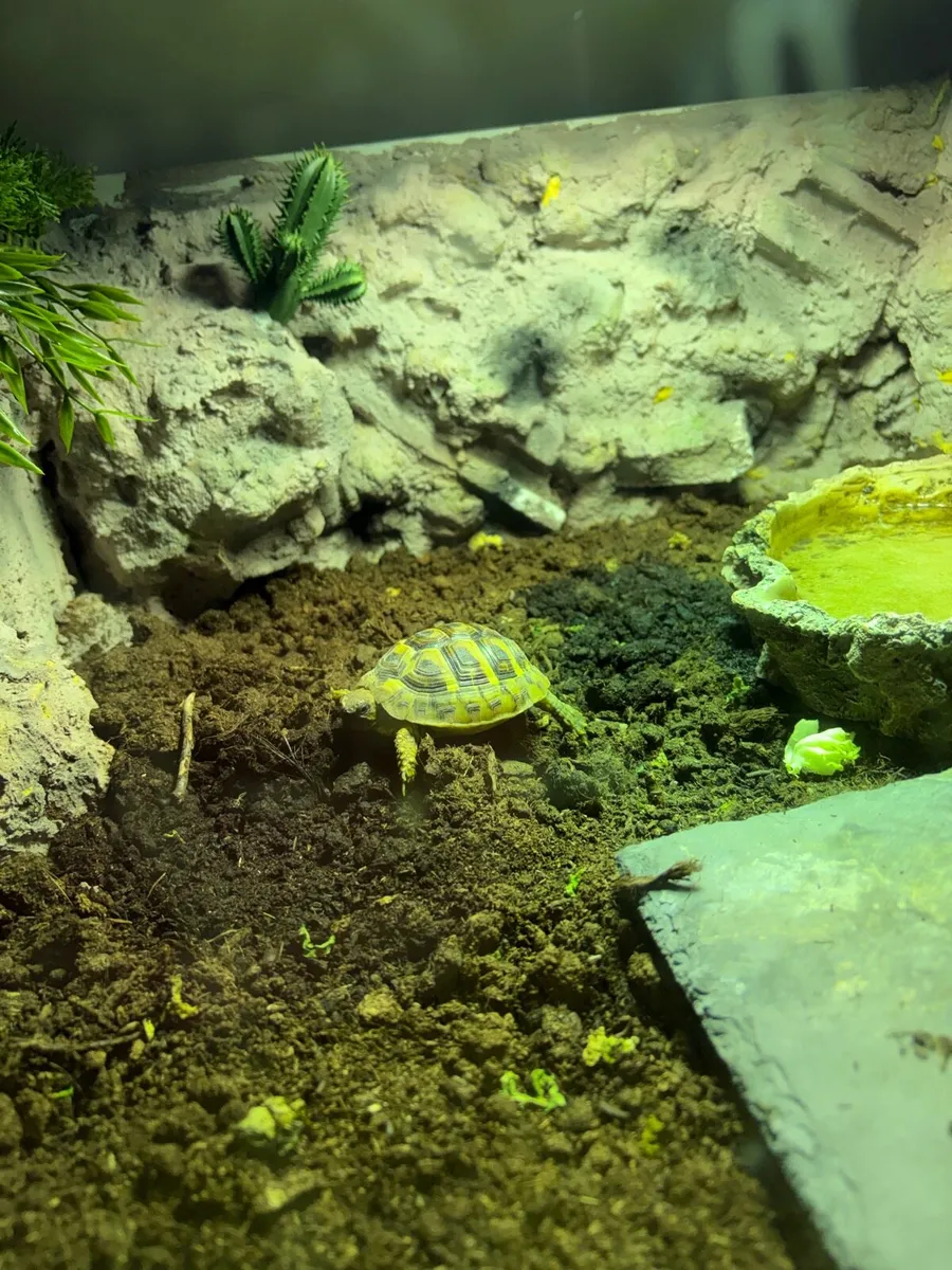 Testudo Hermanni Tortoise - Image 4